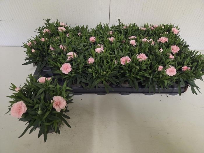 <h4>DIAN OSC PINK</h4>