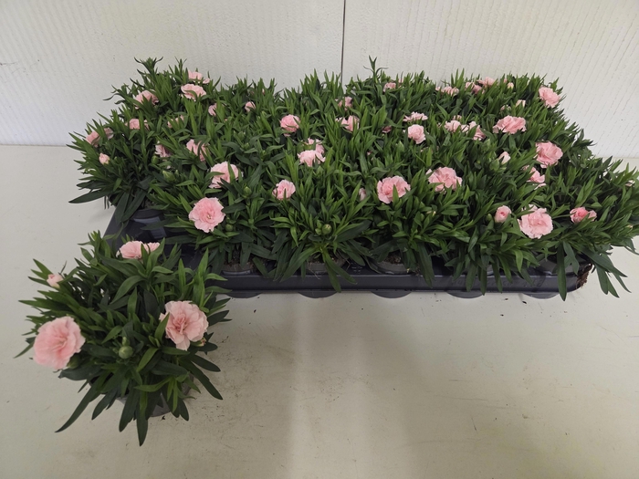 <h4>DIAN OSC PINK</h4>