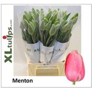 Tulipa fre menton