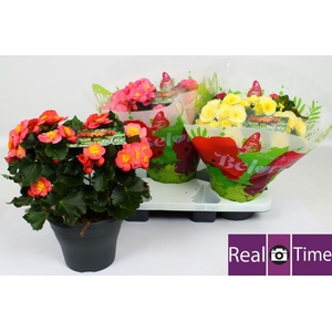 BEG HL BELOVE GEM