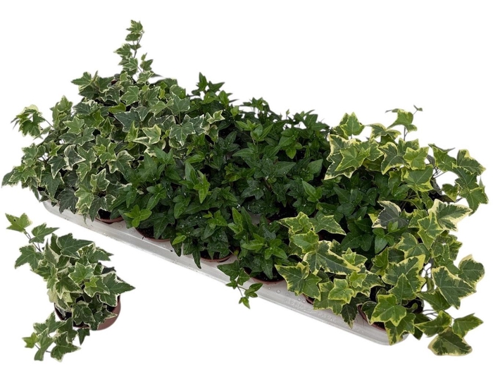 arr8 Hed He Gem 3 Srt