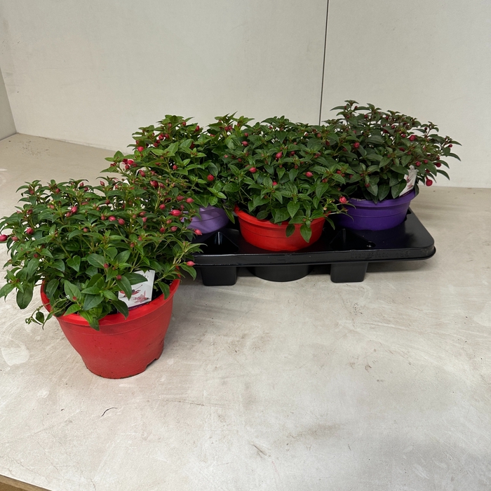 <h4>FUCHSIA B F MIXK</h4>