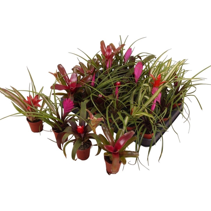 <h4>BROMELIA GEM</h4>