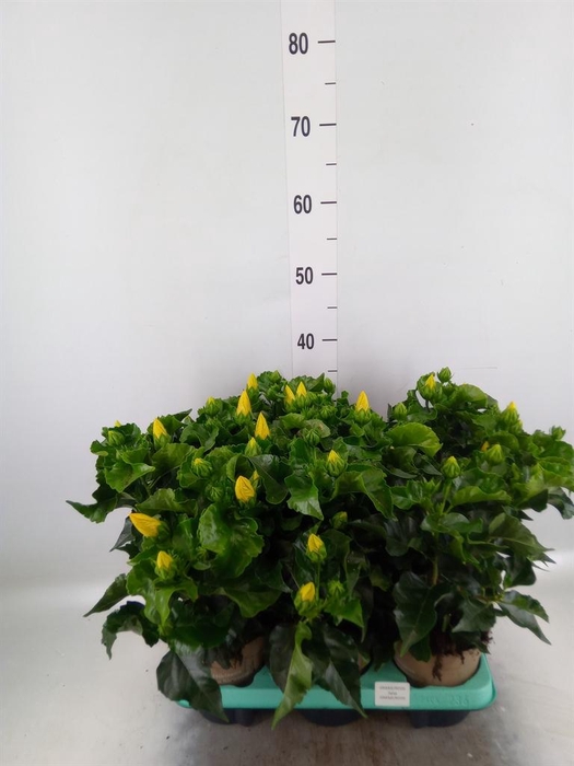 <h4>Hibiscus rosa-sin. 'Salsa'</h4>