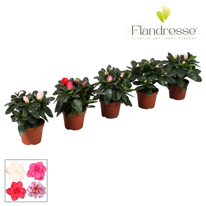 <h4>Azalea Flandresse® 'gemengd' baby</h4>