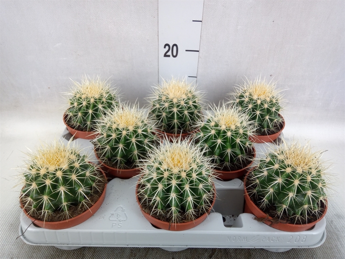 Echinocactus grusonii