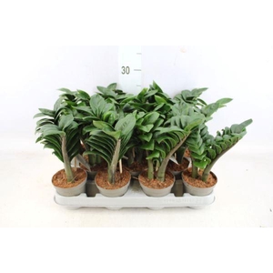 Zamioculcas zamiifolia 'Zenzi'