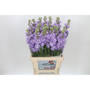 Matthiola Iron Marine