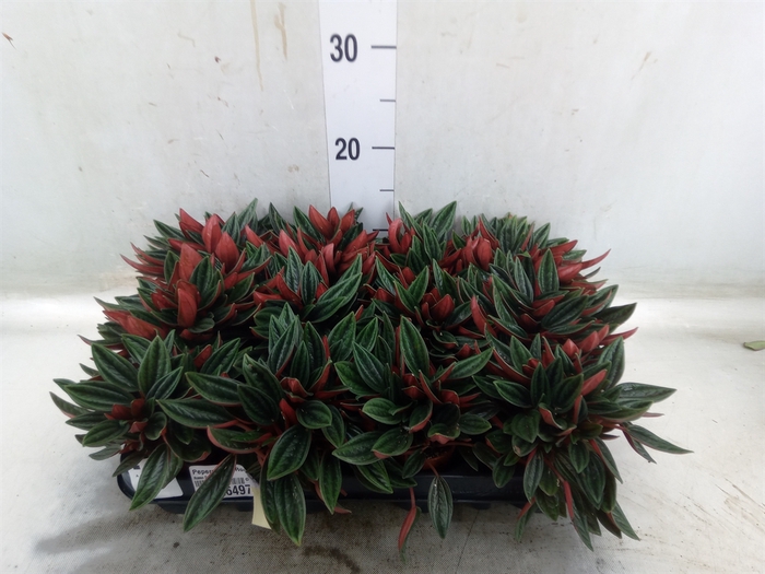 <h4>Peperomia  'Rocca Scuro'</h4>