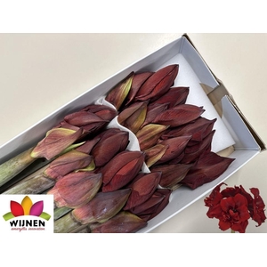 HIPP DG DOUB ROYALTY