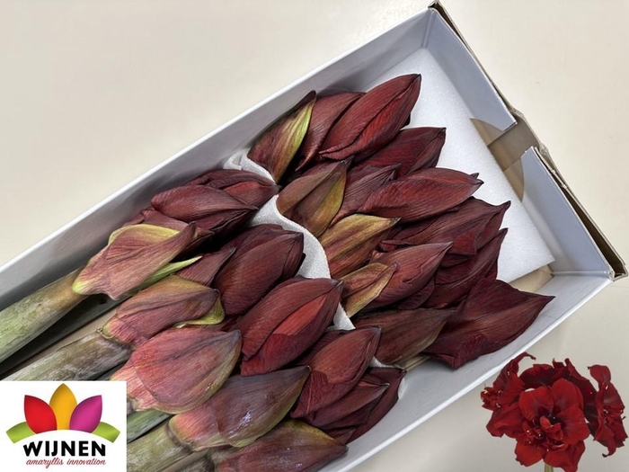 <h4>HIPP DG DOUB ROYALTY</h4>