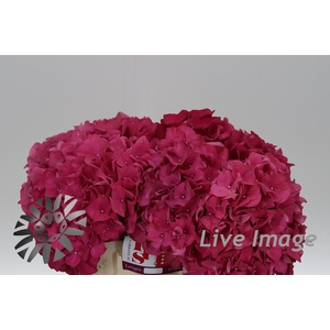 Hydrangea rodeo red
