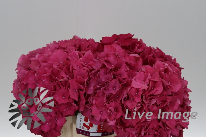 <h4>Hydrangea rodeo red</h4>