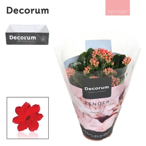 Kalanchoe Decorum TENDER - Serenity Light Red