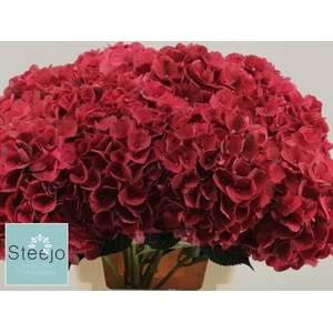 HYDR M MAG RUBYRED