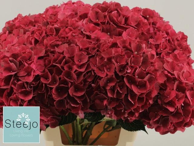 <h4>HYDR M MAG RUBYRED</h4>