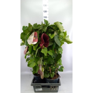Aristolochia macrophylla