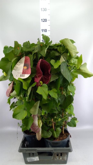 <h4>Aristolochia macrophylla</h4>