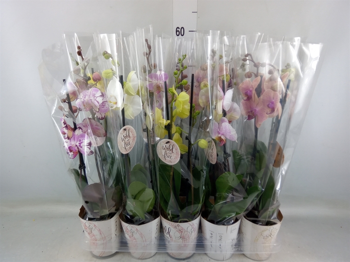 <h4>Phalaenopsis   ...</h4>