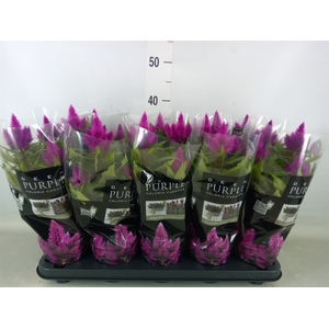 Celosia spic. 'Deep Purple'