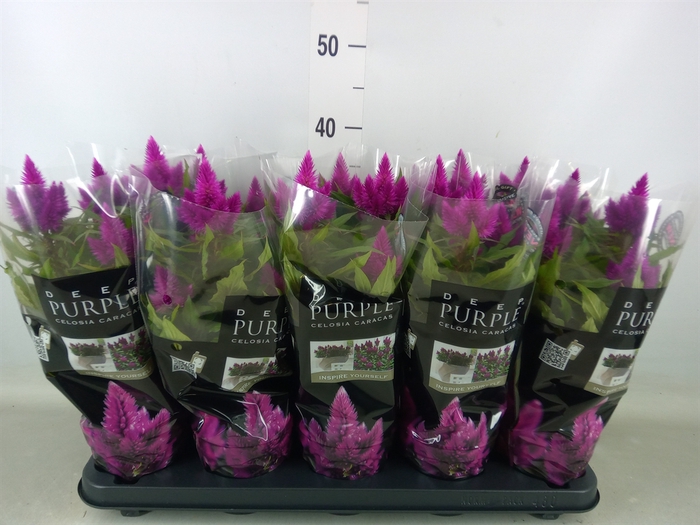 <h4>Celosia spic. 'Deep Purple'</h4>
