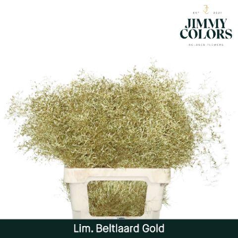 <h4>Lim Bel L70 Metallic gold</h4>