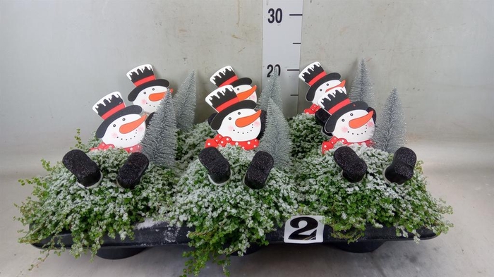 <h4>Soleirolia soleirolii ...green</h4>