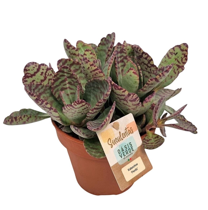 <h4>KALANCHOE OV</h4>
