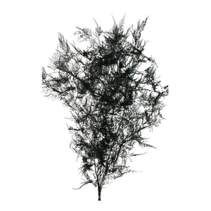 Bunch Asparagus 10pcs Pres.Slv L80