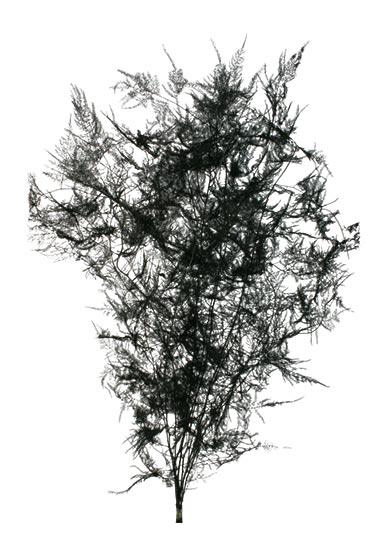 Bunch Asparagus 10pcs Pres.Slv L80