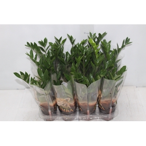 ZAMIOCULCAS P09