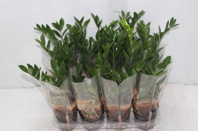 <h4>ZAMIOCULCAS P09</h4>