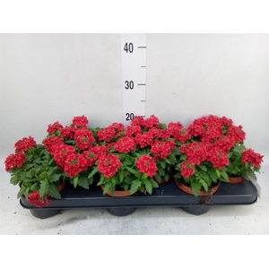 Verbena  'Drums Red'