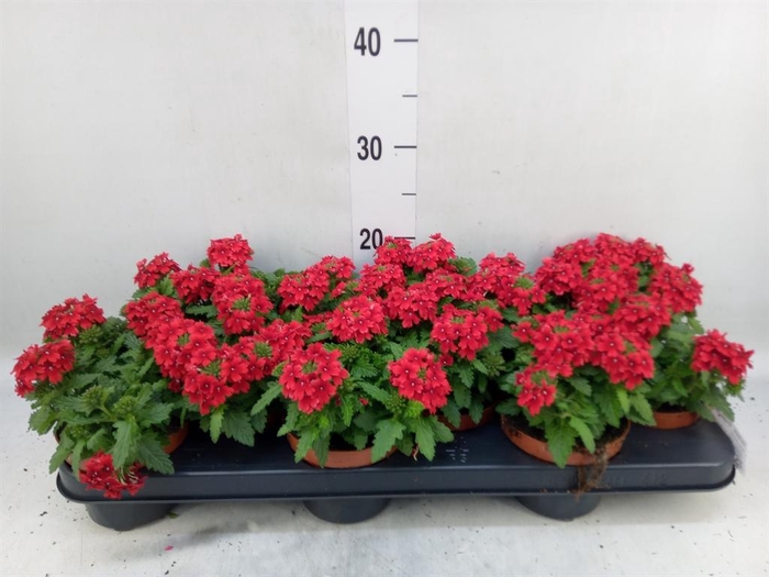 <h4>Verbena  'Drums Red'</h4>