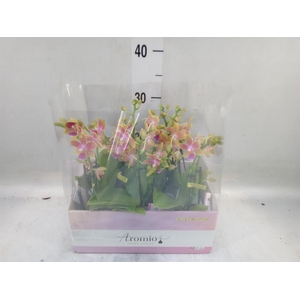 Phalaenopsis multi.   ...yellow