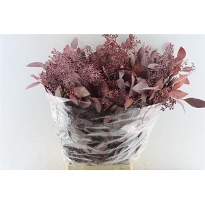 Euca Populus Berry Red Abs 300 Gram