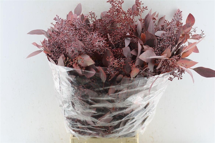 <h4>Euca Populus Berry Red Abs 300 Gram</h4>