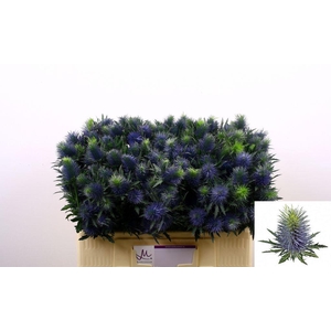Eryngium supernova