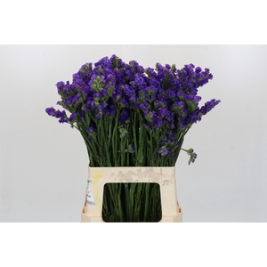 Limonium sinuatum Purple Select