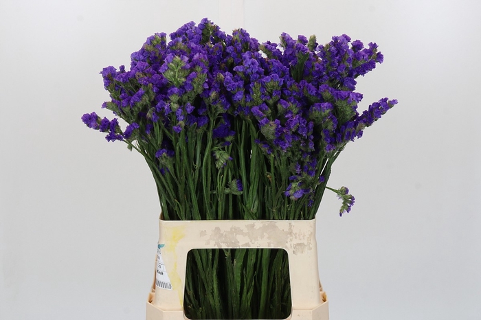 <h4>Limonium sinuatum Purple Select</h4>