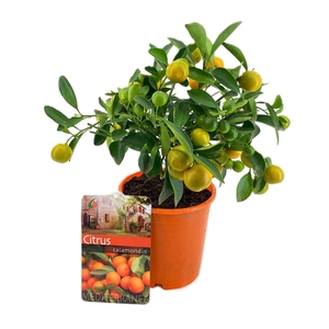 Citrus calamondin
