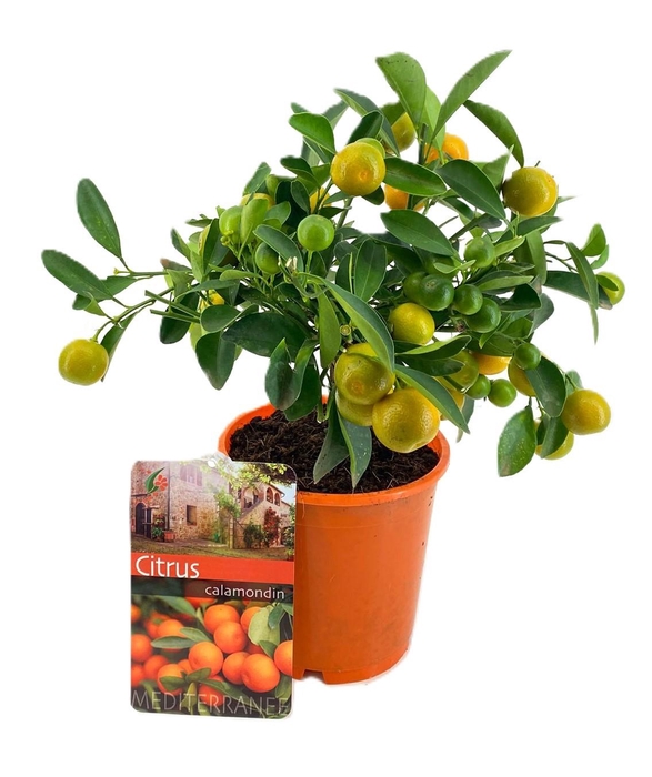 <h4>Citrus calamondin</h4>