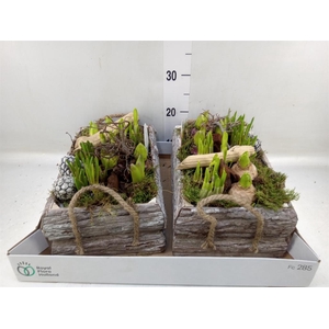 Arr.   Bol/Knolgewas L%