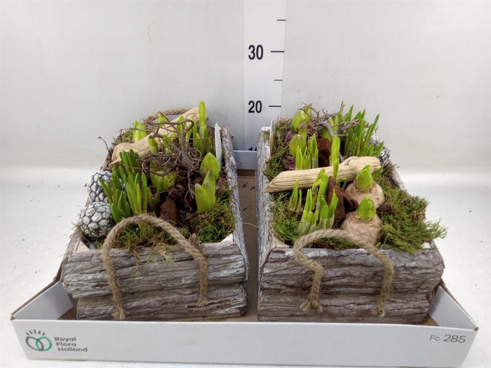 <h4>Arr. Bol/Knolgewas L%</h4>