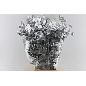Euca Cinerea Metal Silver