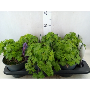 Geranium  'Johnson Blue'