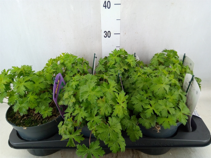 <h4>Geranium  'Johnson Blue'</h4>