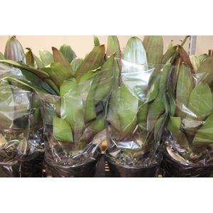 BROMELIA IMPERIAL P27 VERDE/VERMELHO
