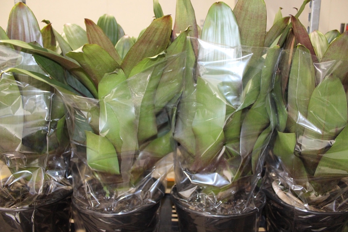 <h4>BROMELIA IMPERIAL P27 VERDE/VERMELHO</h4>