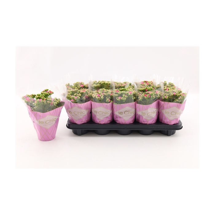<h4>Kalanchoe Double, Le Chic Pink</h4>